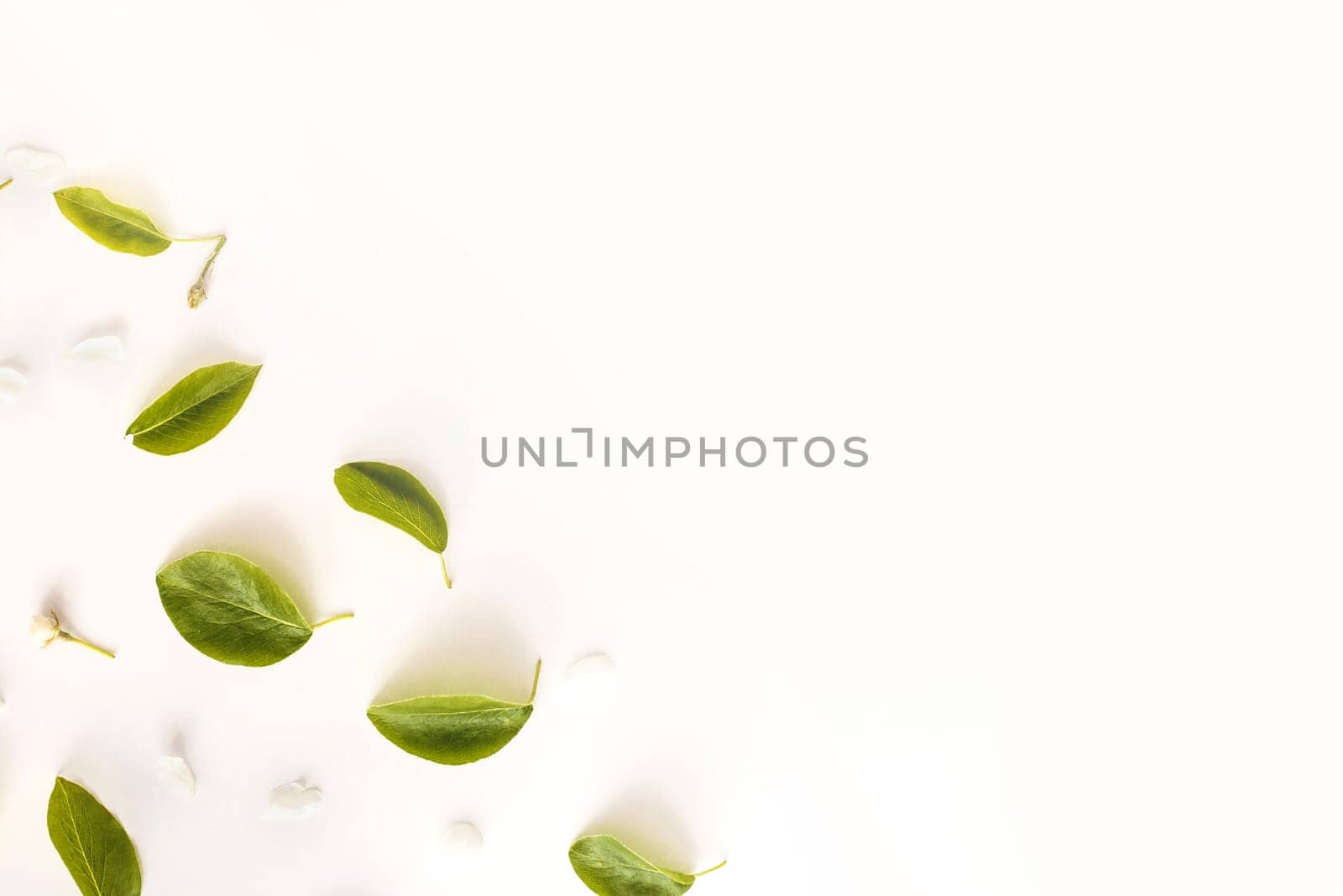 Leaves frame on white background, Top view. Flat lay.
