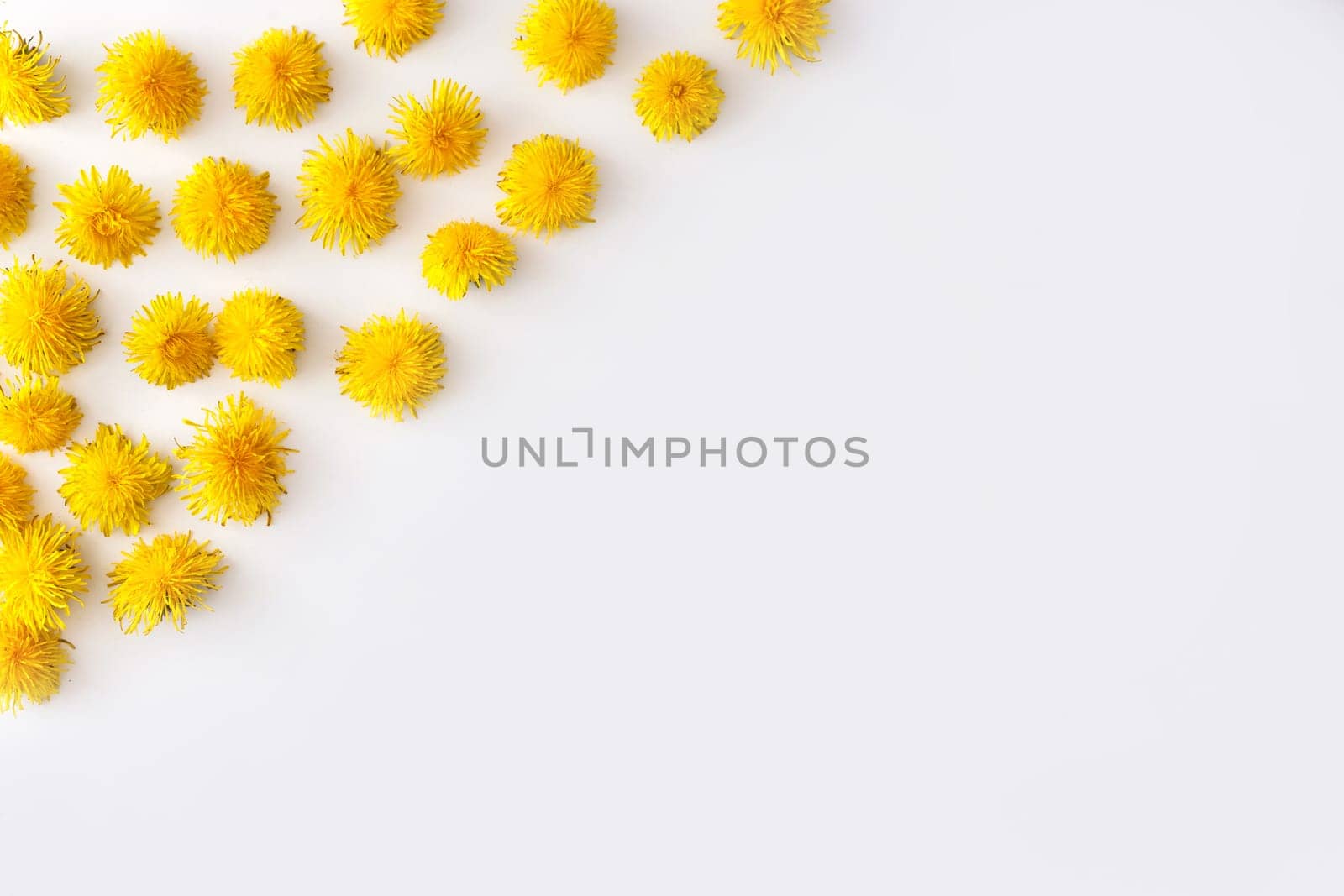 Angle frame made of fresh yellow Dandelion flowers on white background. Summer conceprt.
