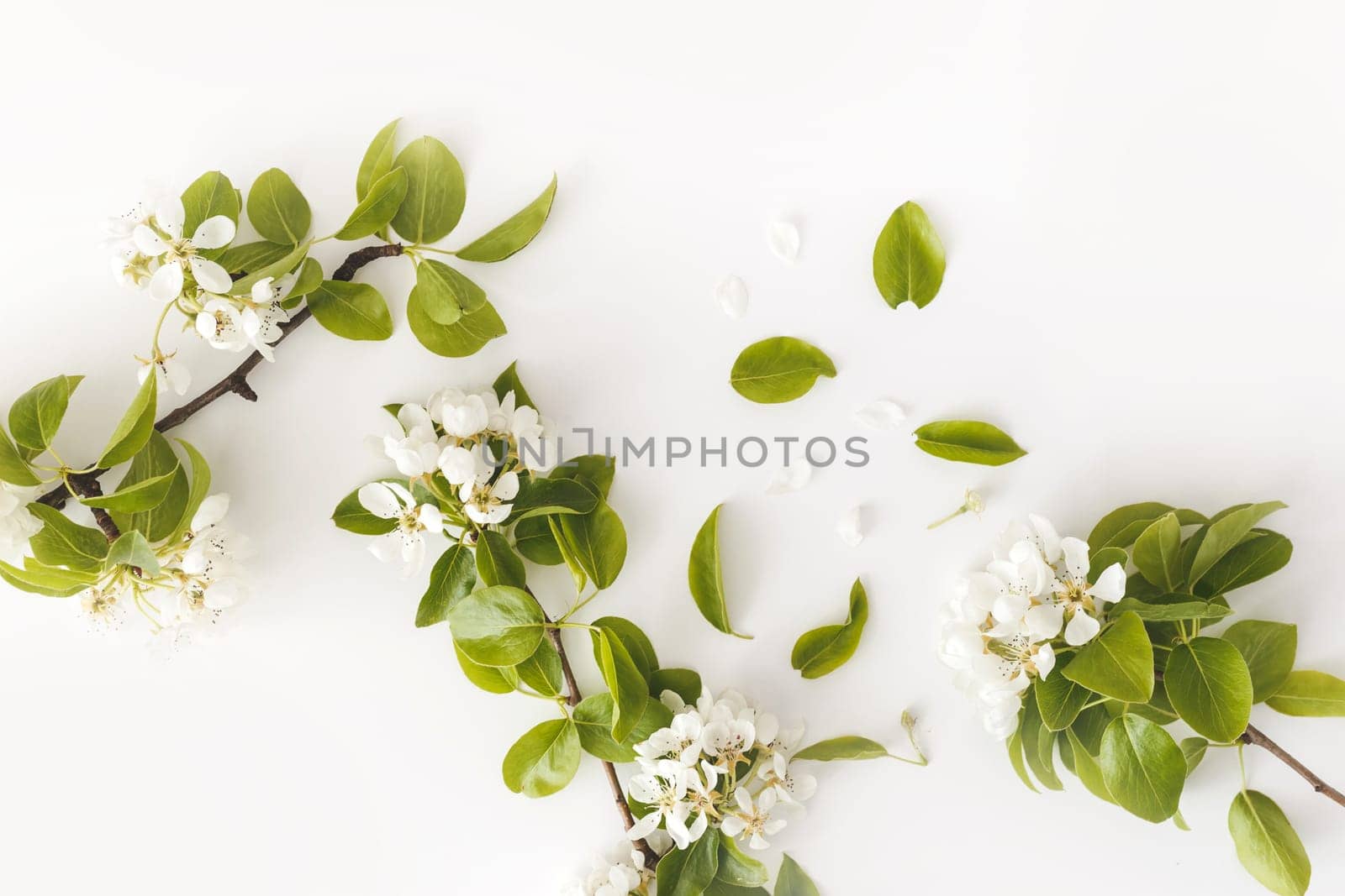 Blooming spring pear branches on a white background, floral frame, top view, flat layout. Spring concept.