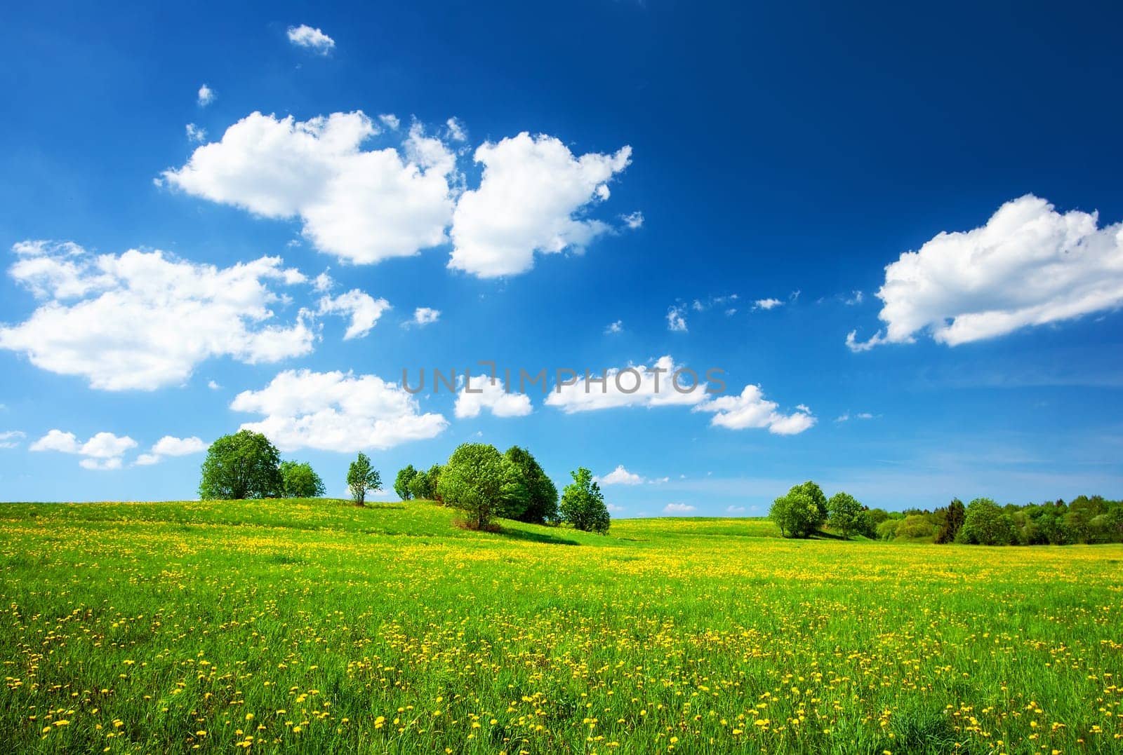 Field with yellow dandelions and blue sky