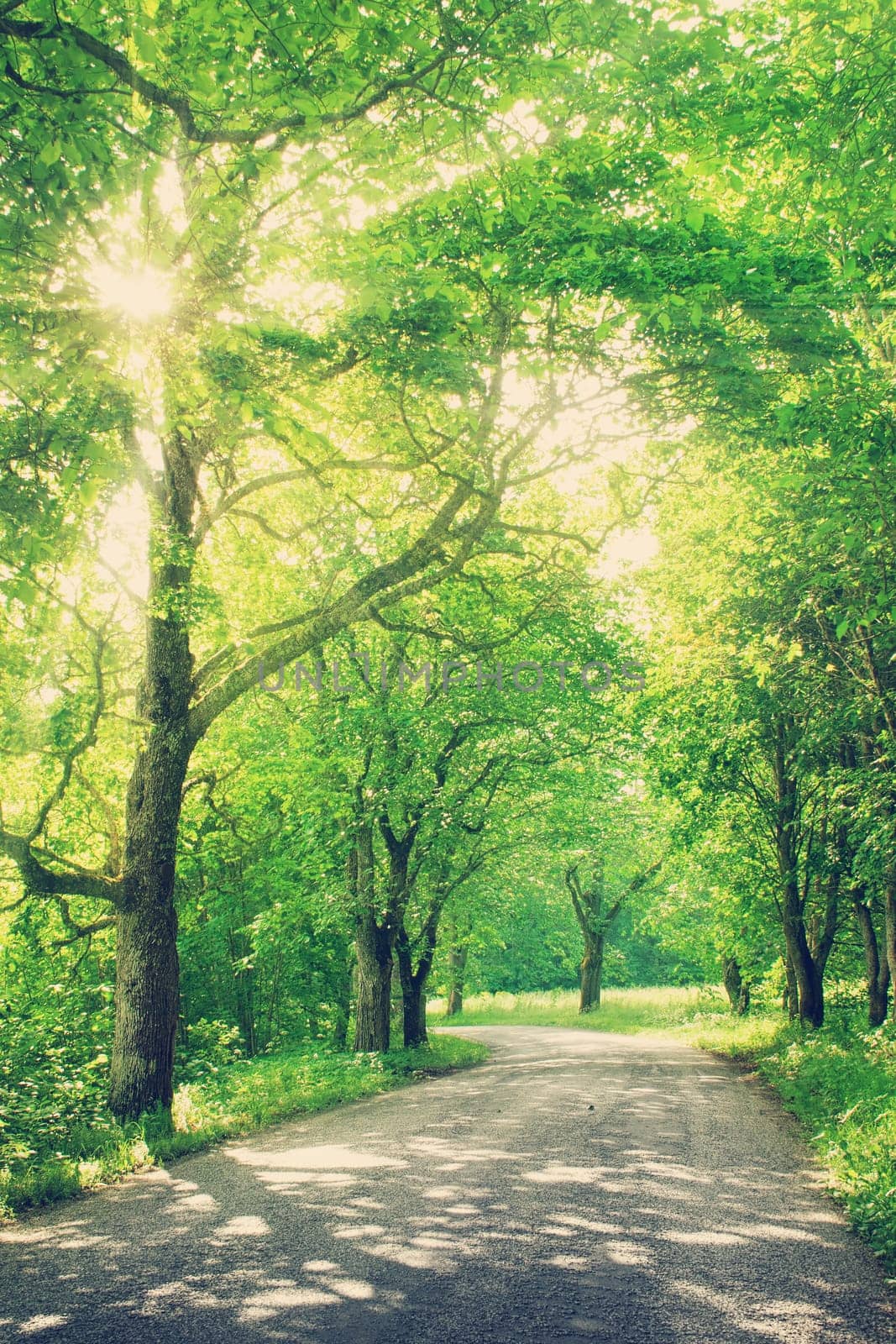 asphalt road with trees on the side in summertime
