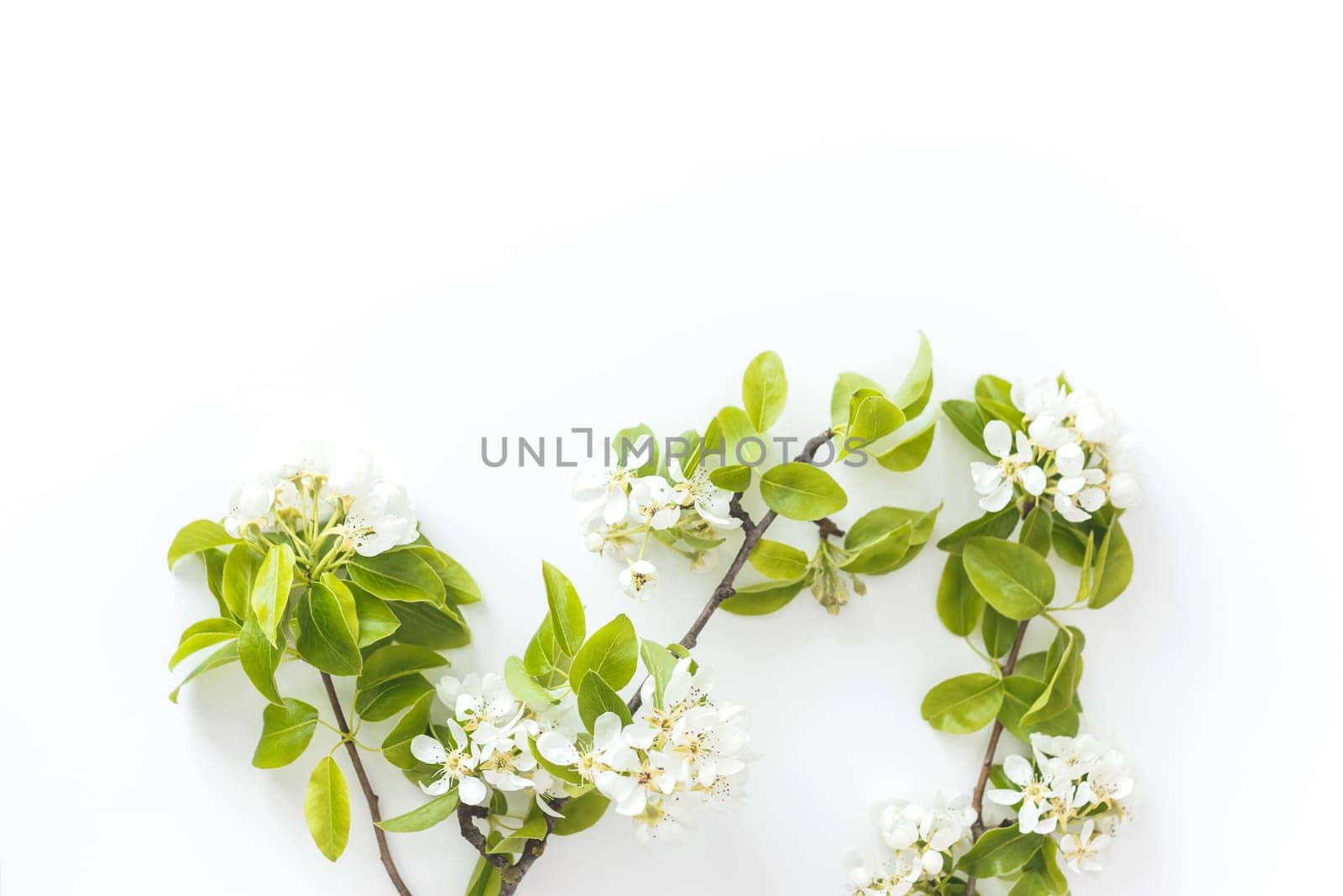 Blooming spring pear branches on a white background, floral frame, top view, flat layout. Spring concept
