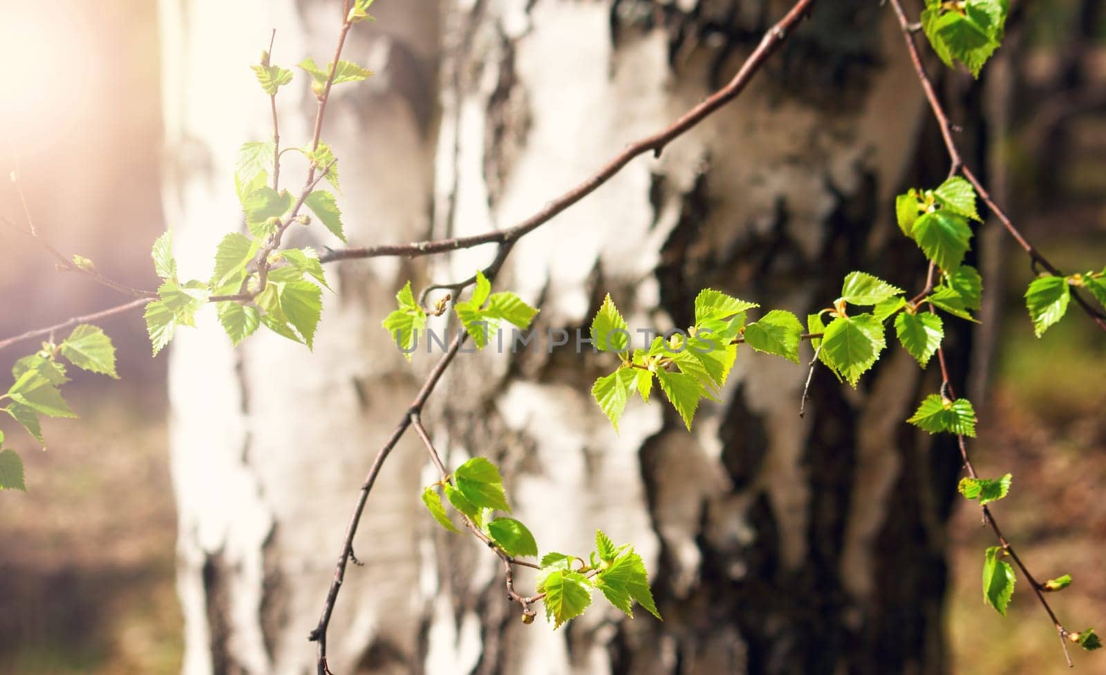 small birch leaves in early spring day