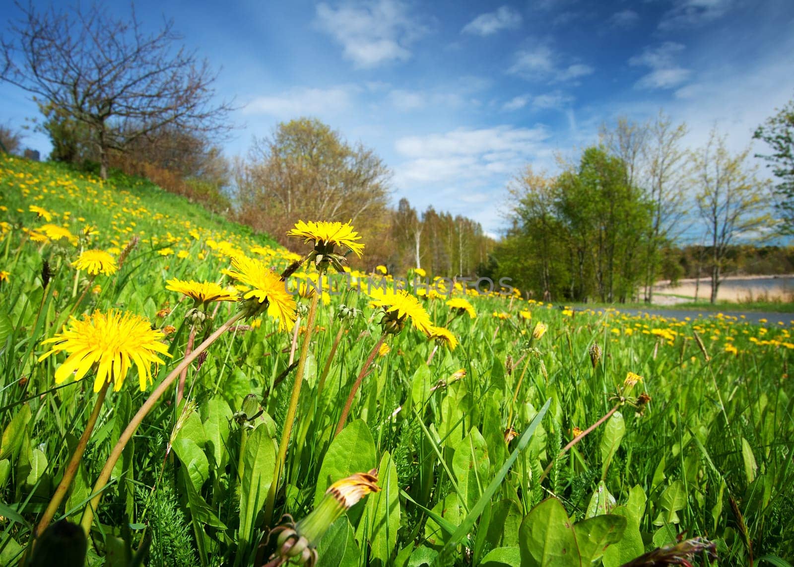 Dandelion field on sunny weather with blue sky