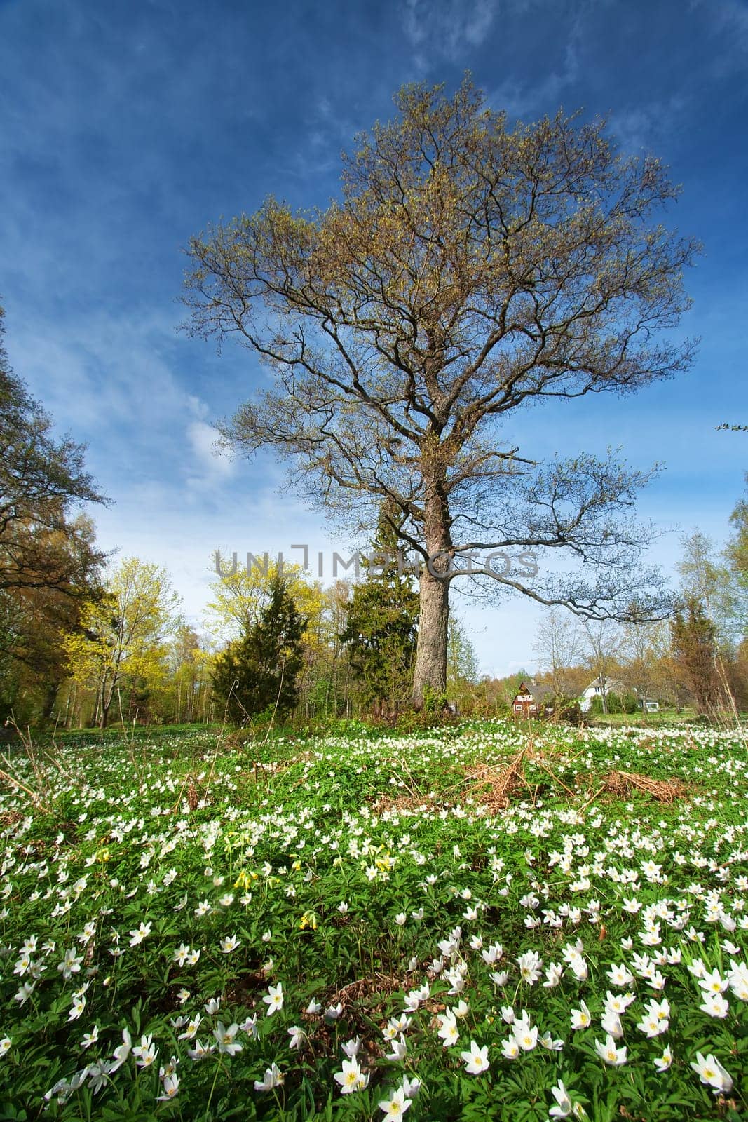Tree in the forest in morning light with lots of flowers on the bottom