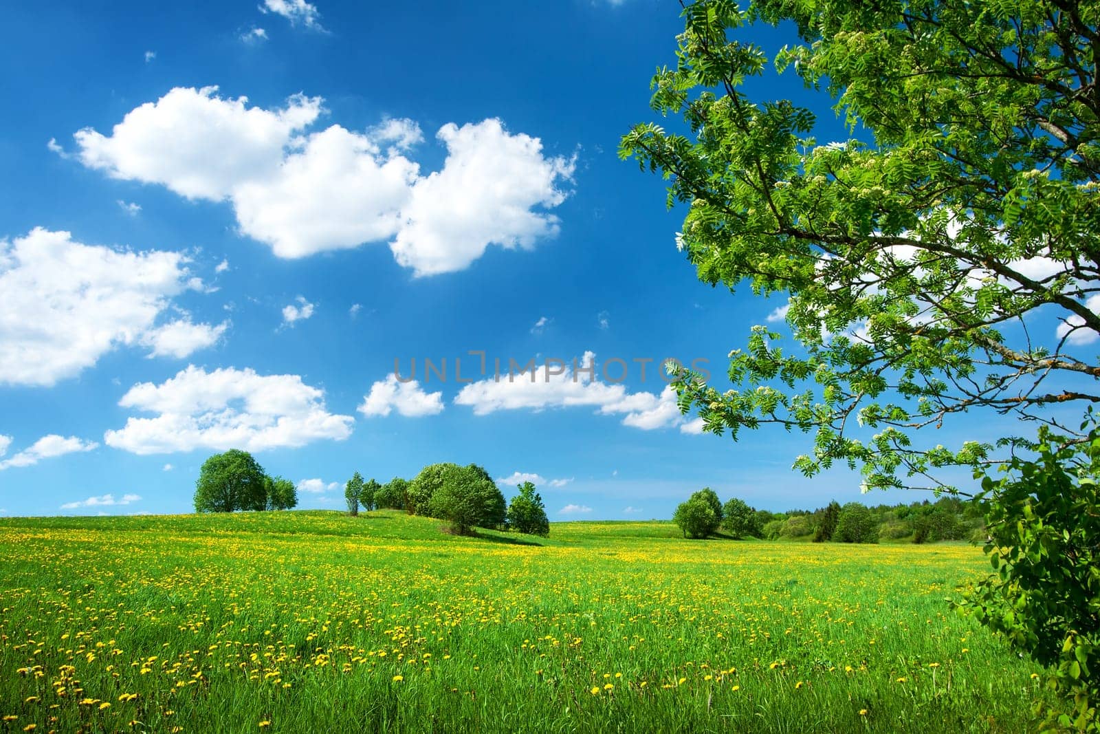 Field with yellow dandelions and blue sky