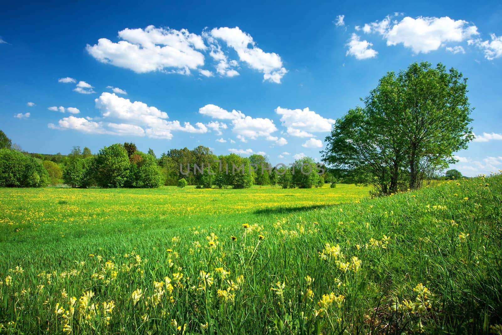 Field with yellow dandelions and blue sky