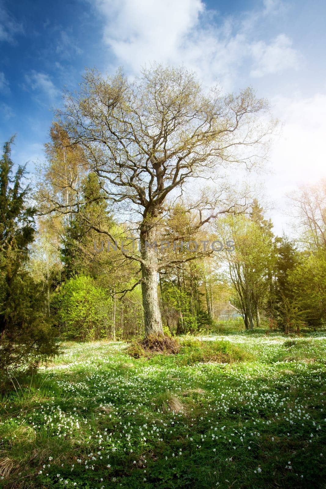 Tree in the forest in morning light with lots of flowers on the bottom