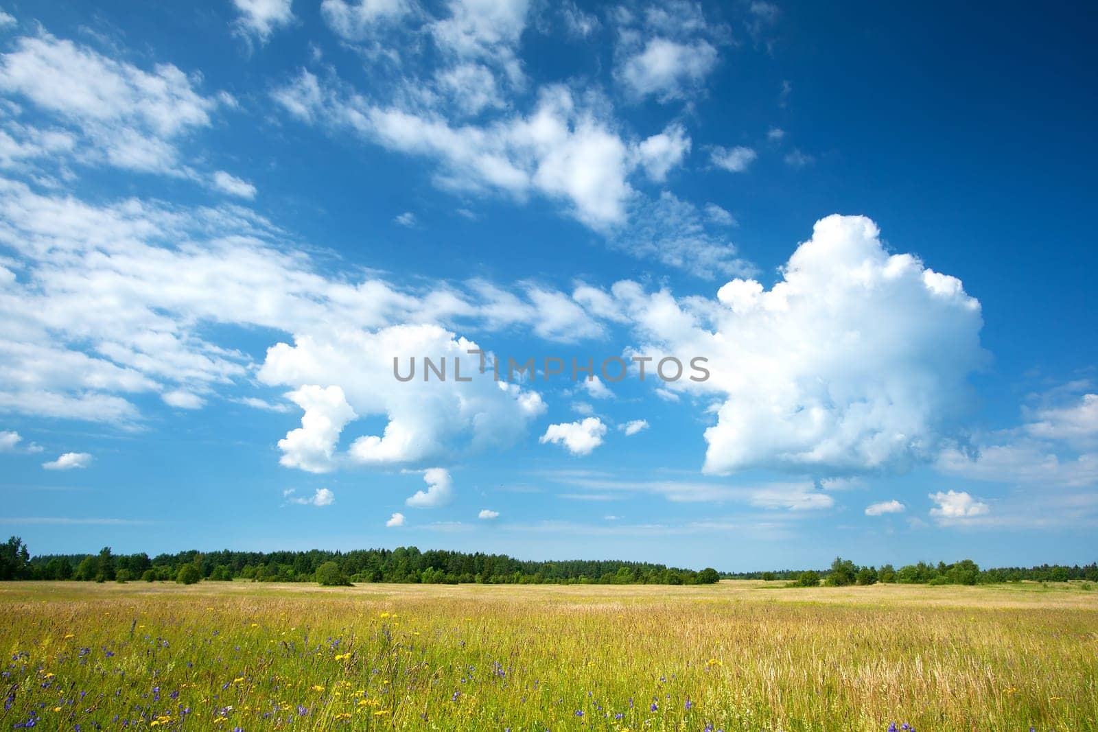 Green field and beautiful cloudy sky with fluffy clouds