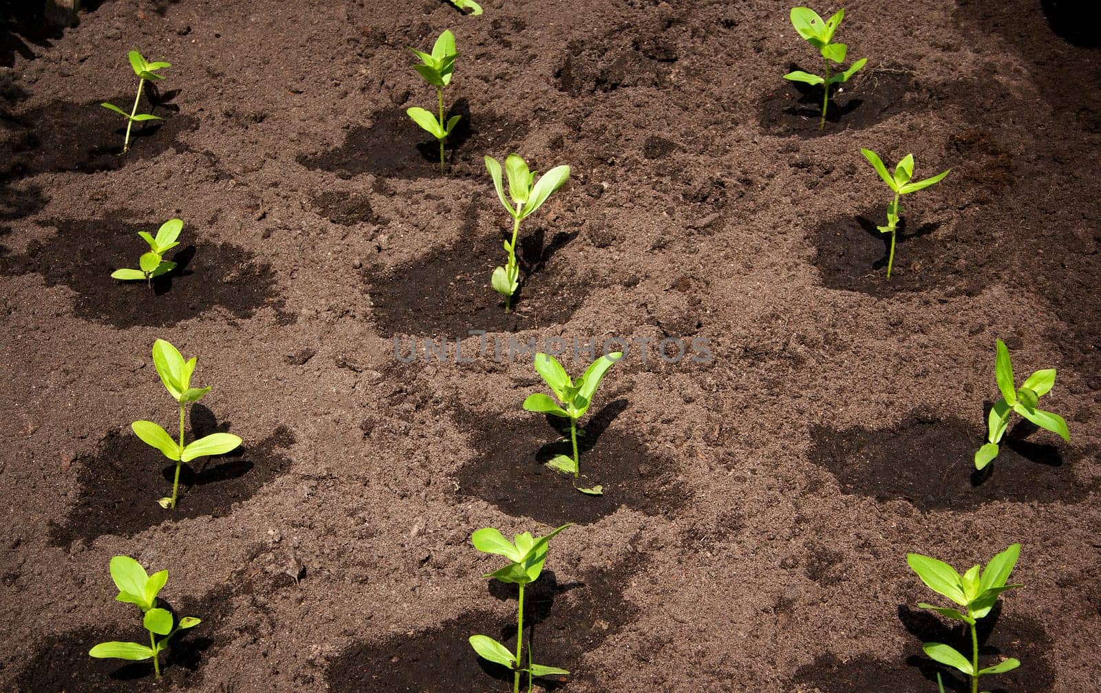 seedlings in the garden on black soil