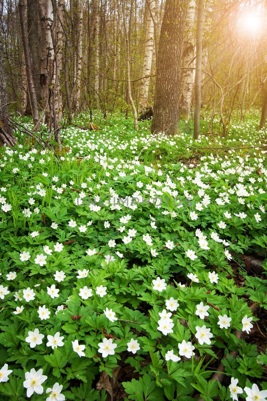Wood with lots of white spring flowers