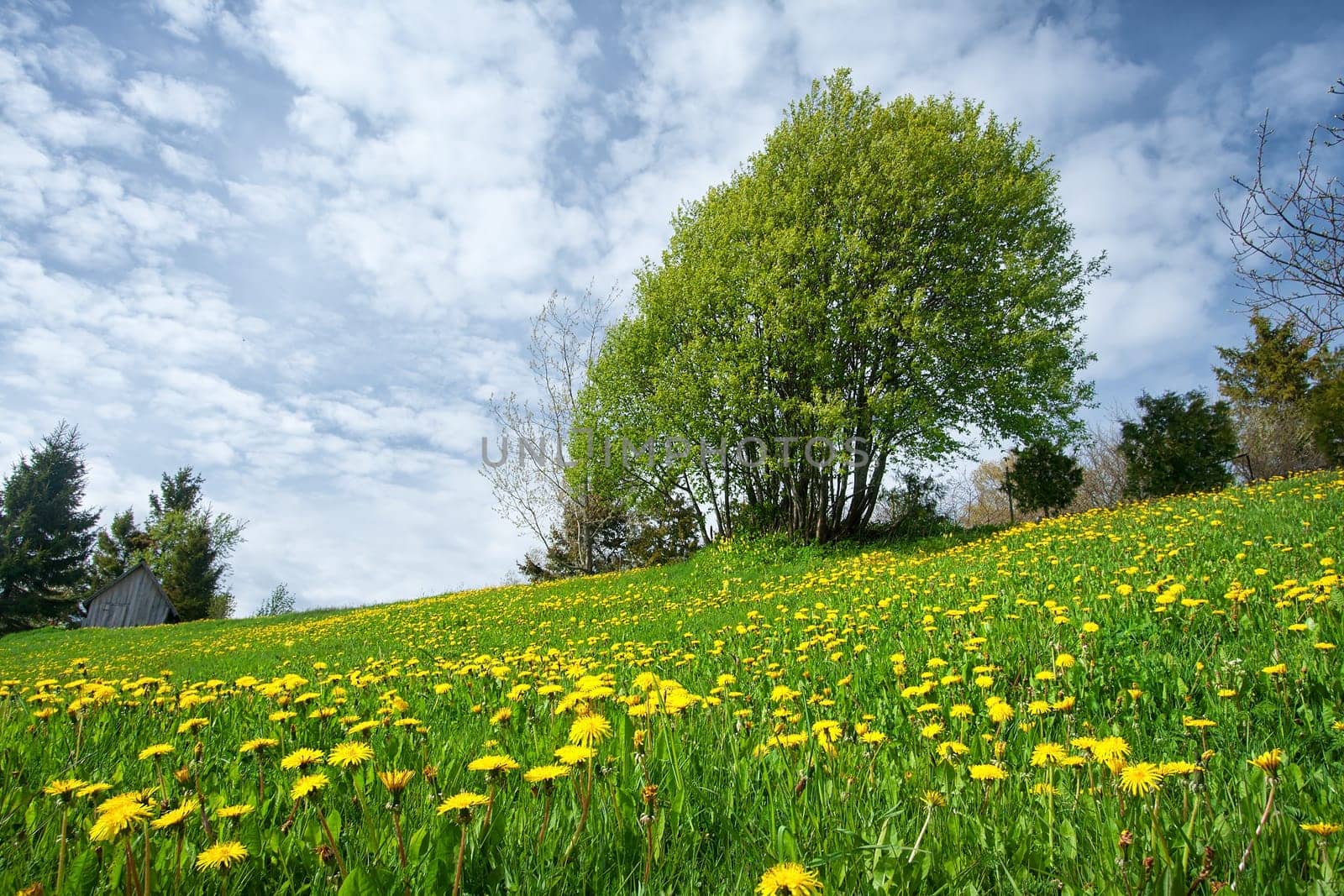 Field with yellow dandelions and blue sky