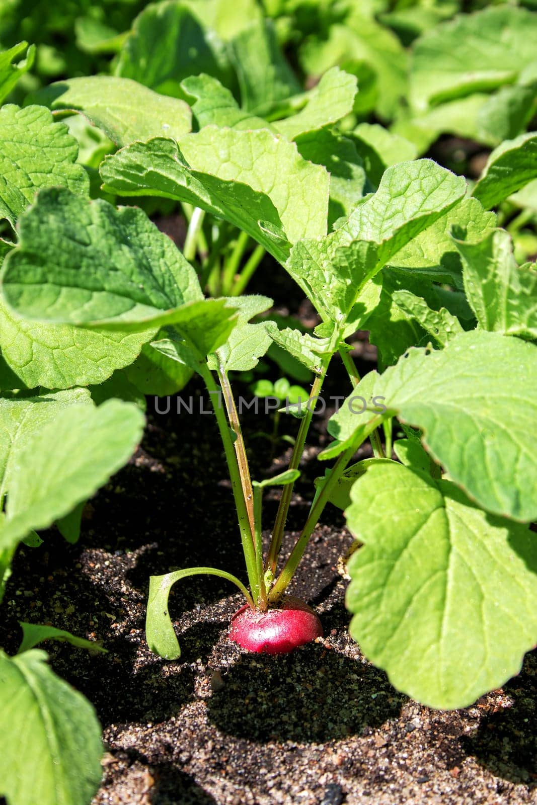 Radishes in the garden growing on black soil