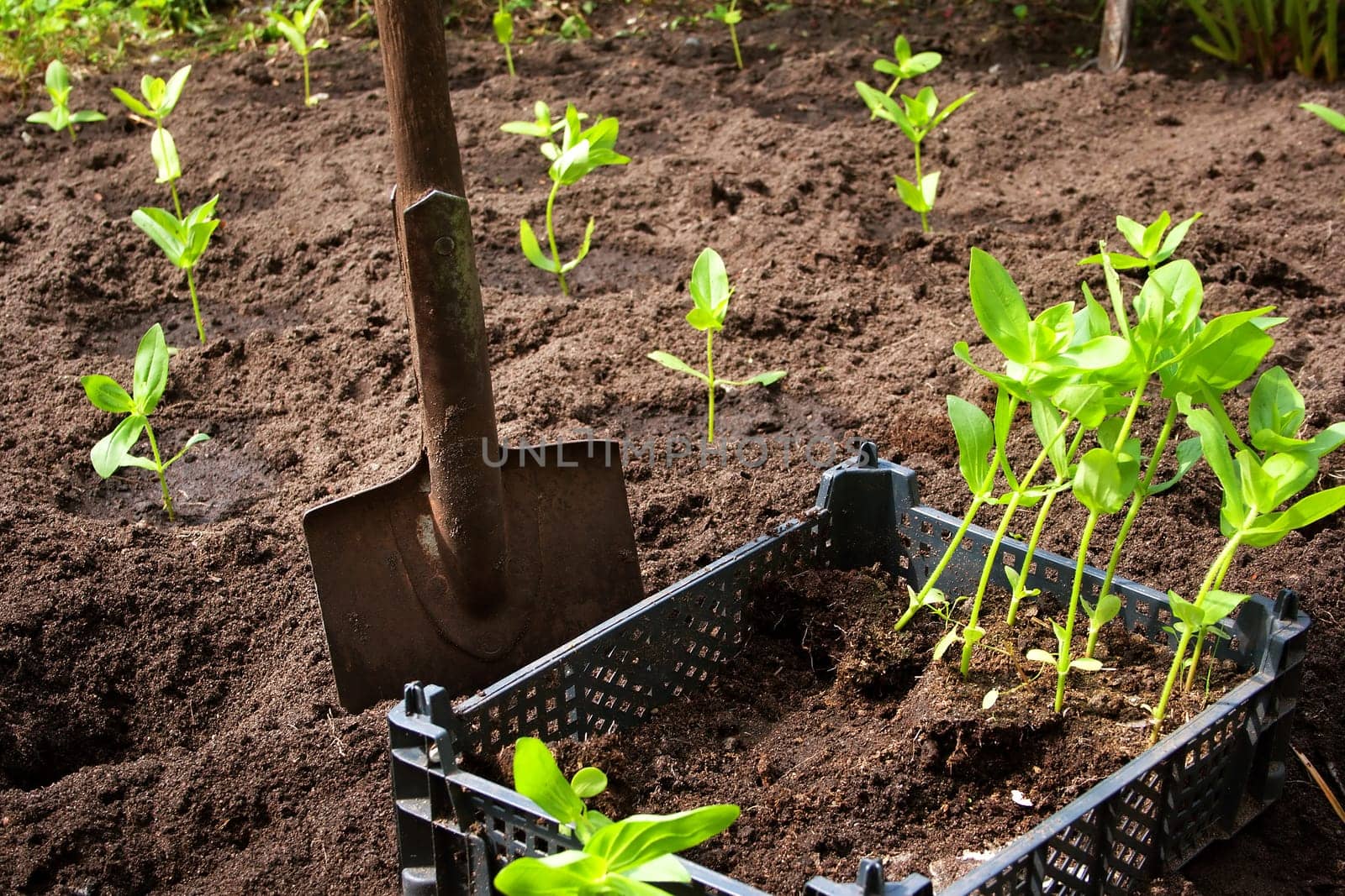 seedlings in the garden in black box