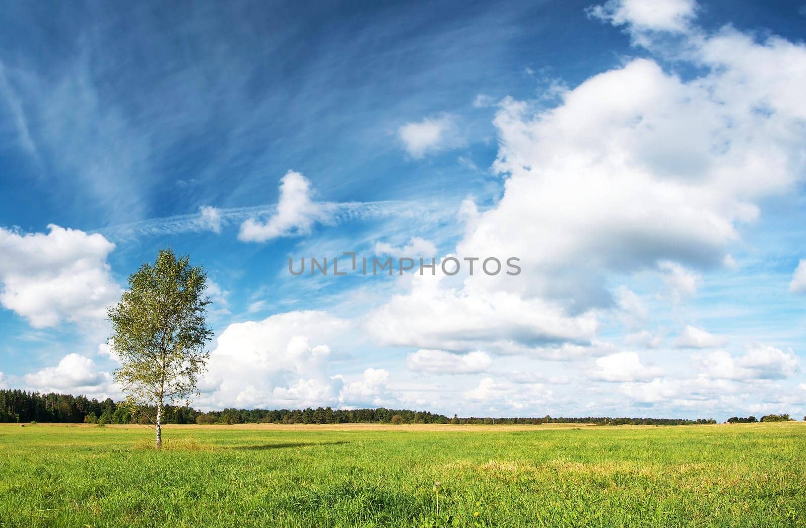 Birch tree at the field with moody fluffy sky