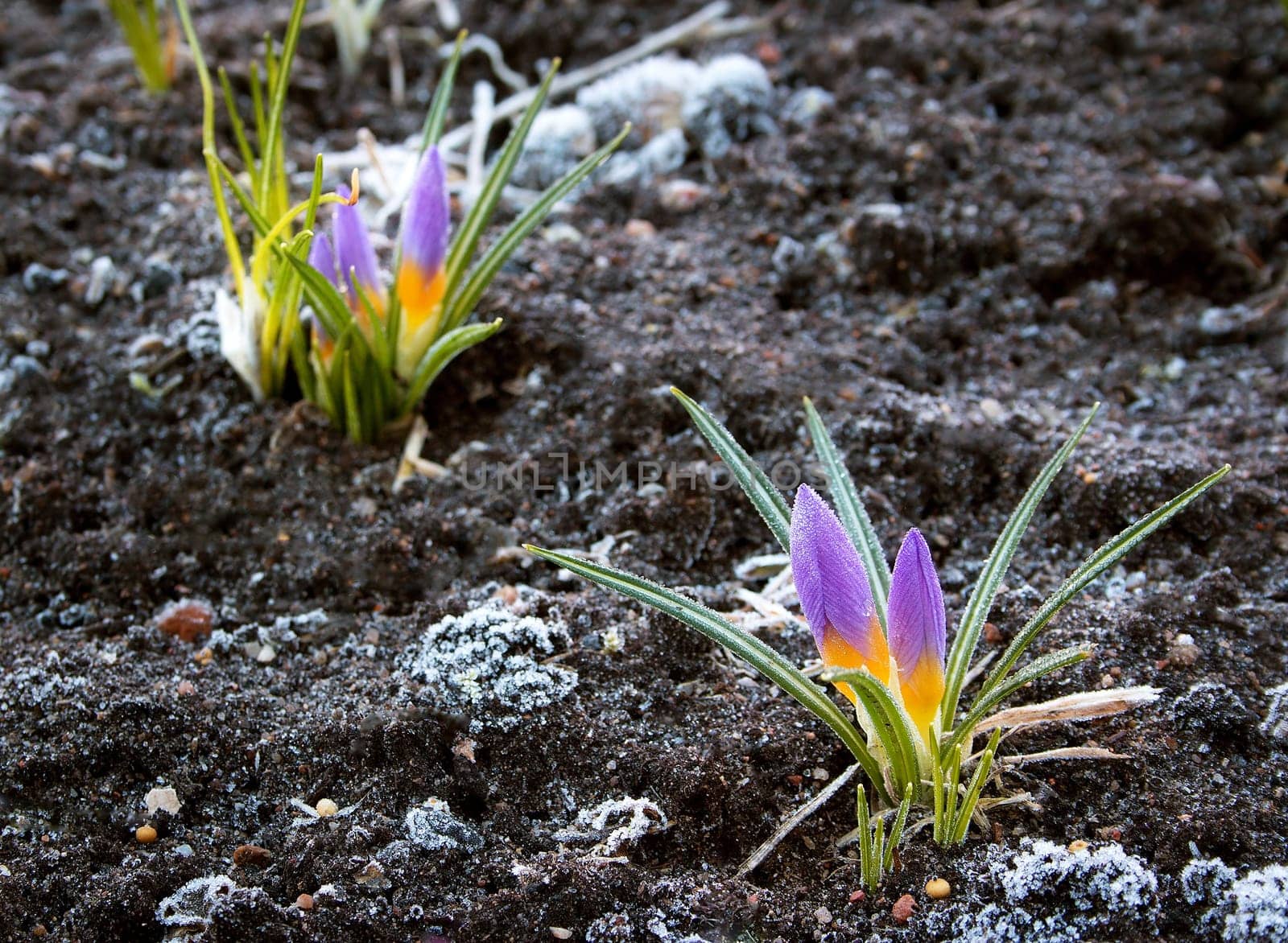 purple crocus flowers in early spring morning