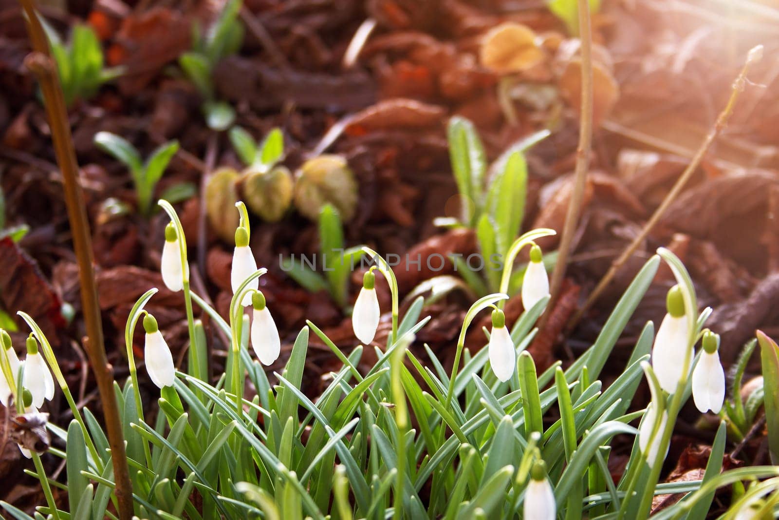 snowdrop flowers in early spring morning with sunlight