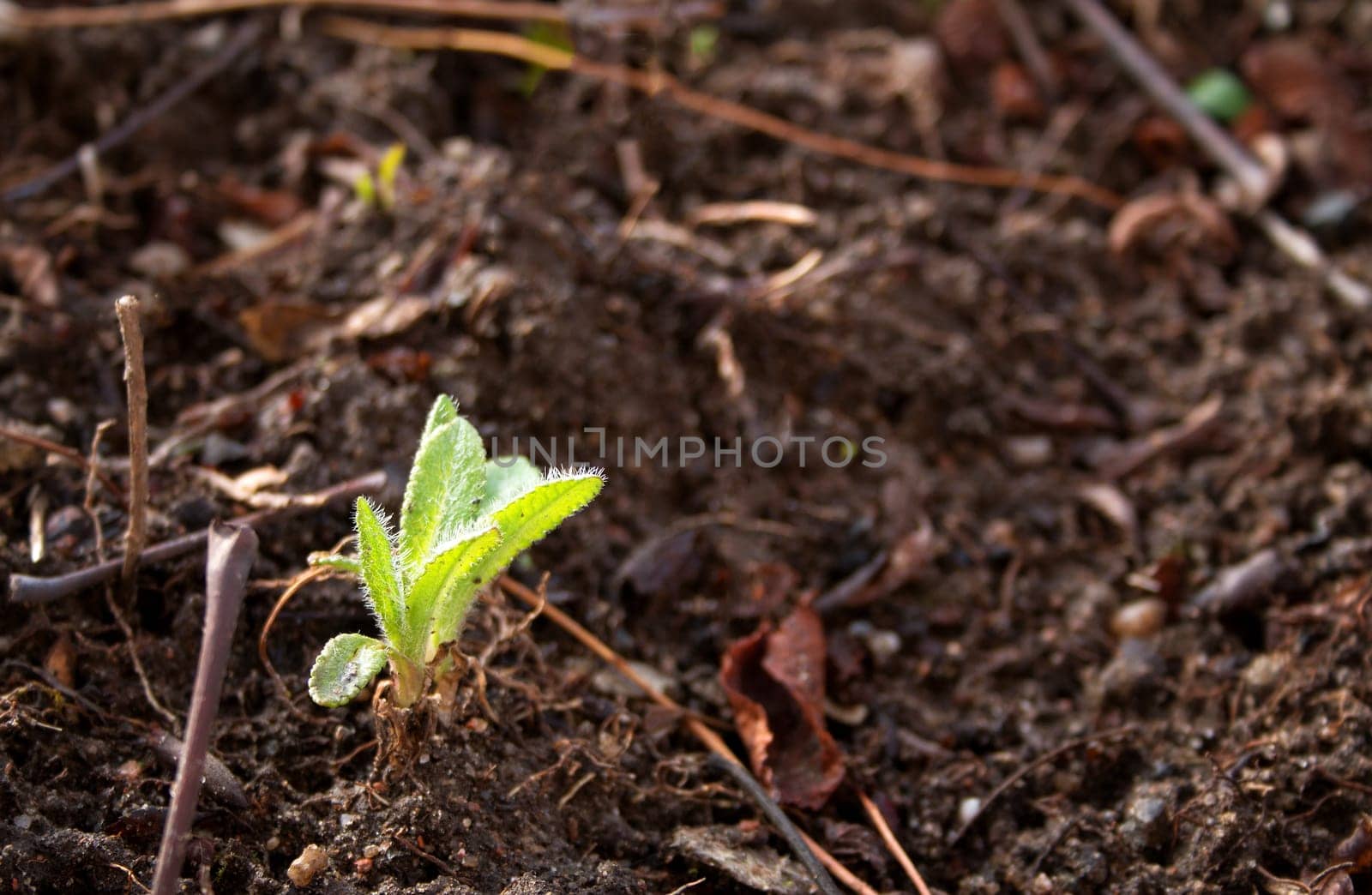 new seedling is coming out in early spring