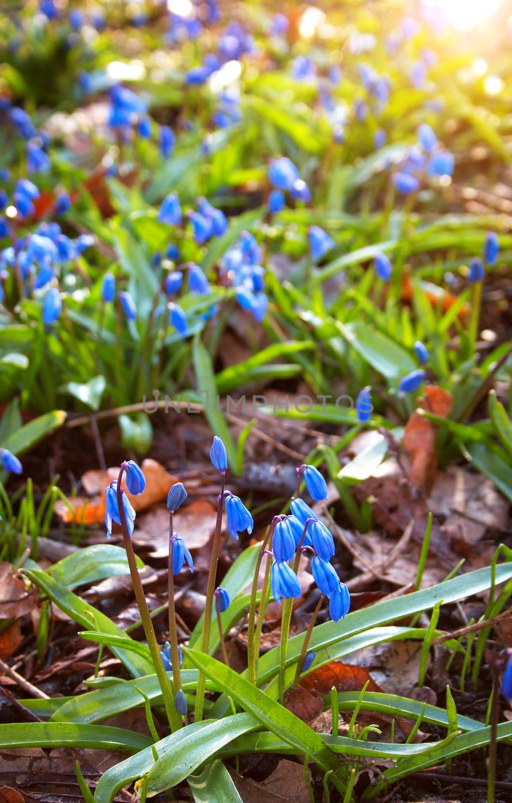 snowdrop flowers in early spring morning with sunlight