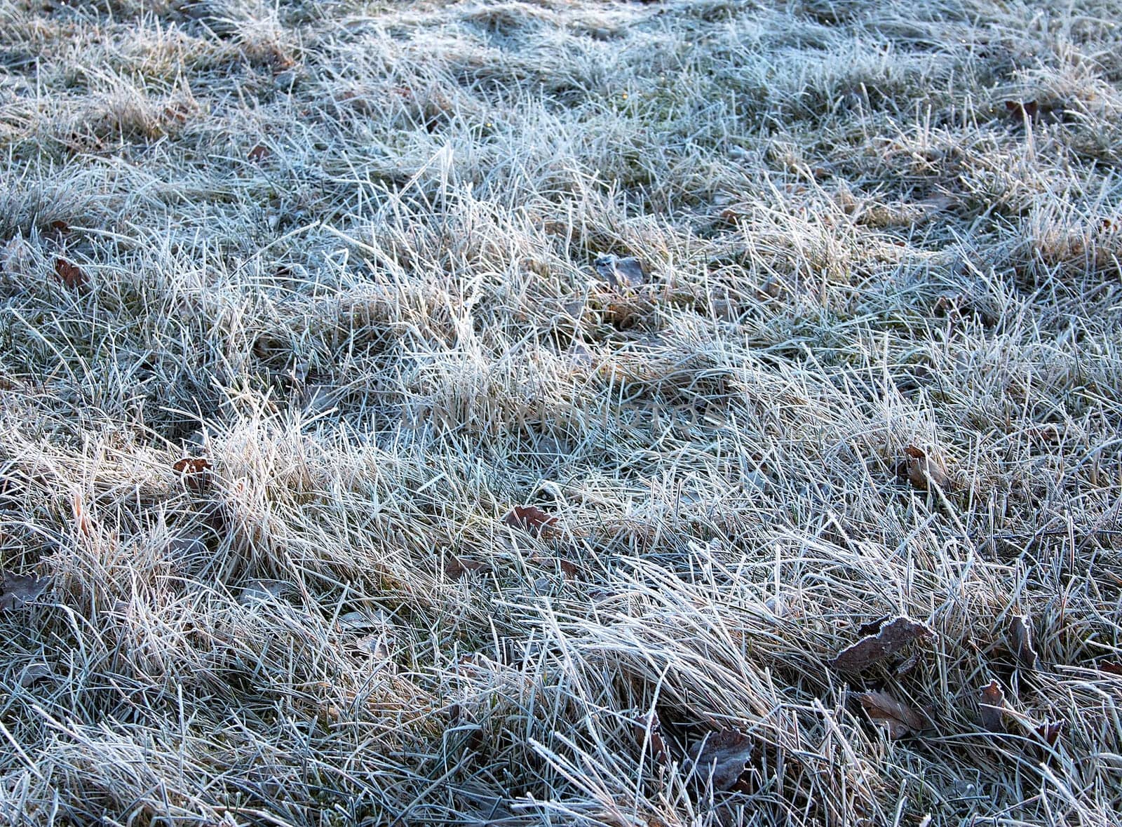 Hoarfrost on the grass in spring morning