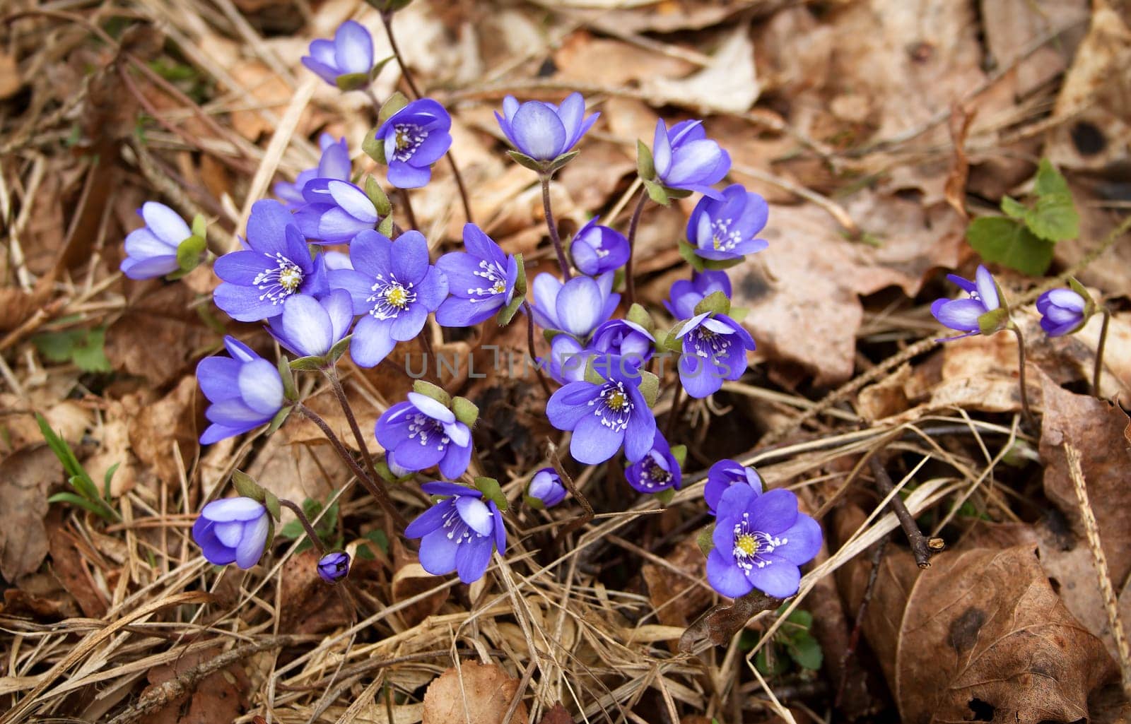 anemone hepatica flowers in the spring forest