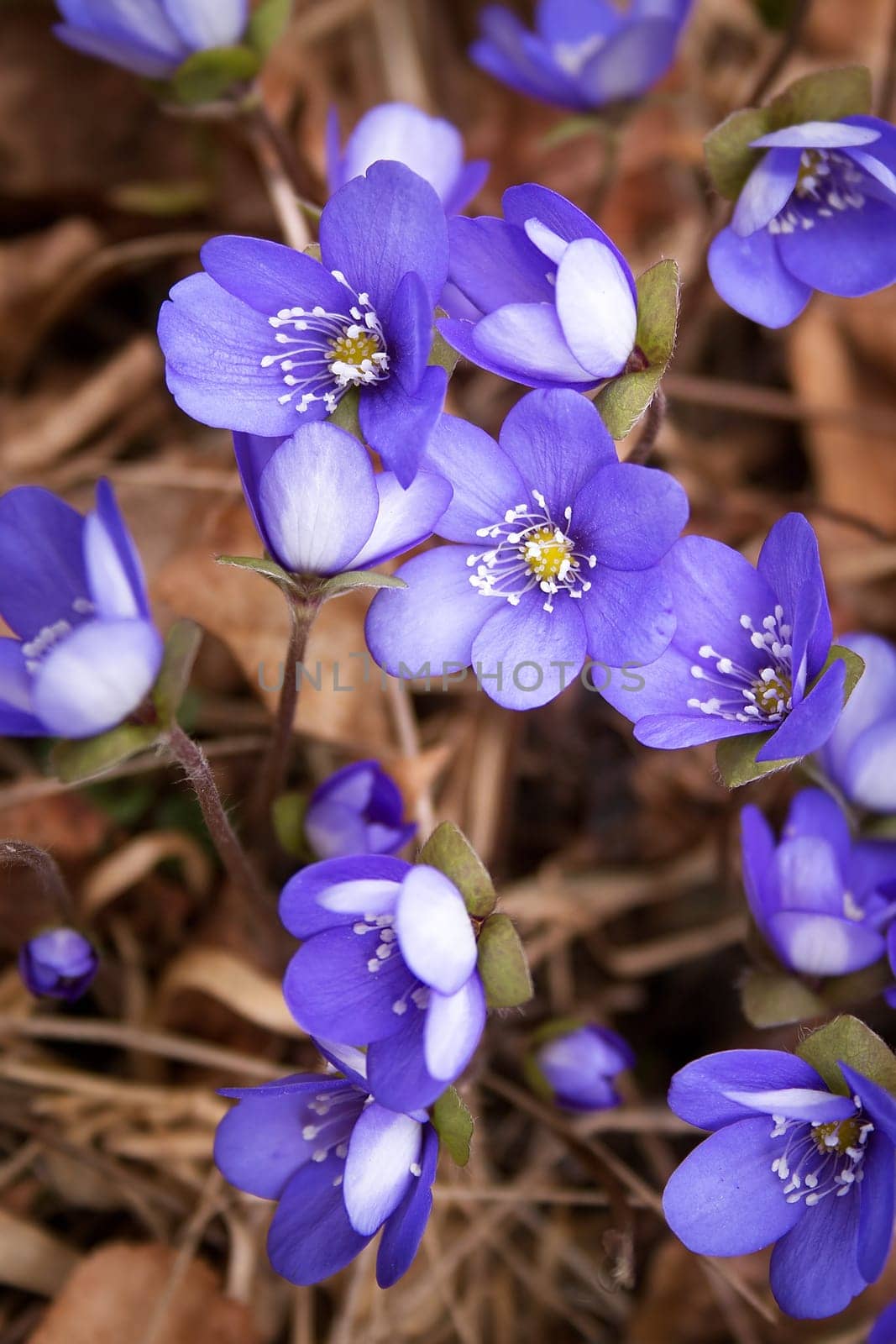 anemone hepatica flowers in the spring forest