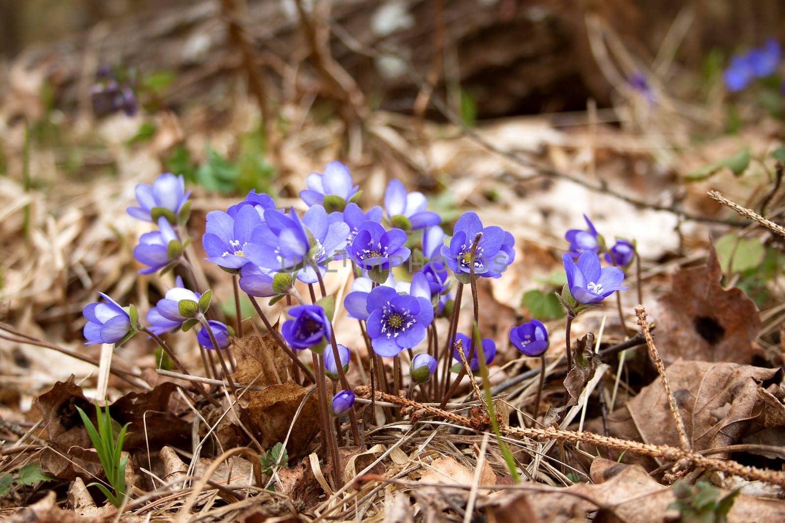 anemone hepatica flowers in the spring forest