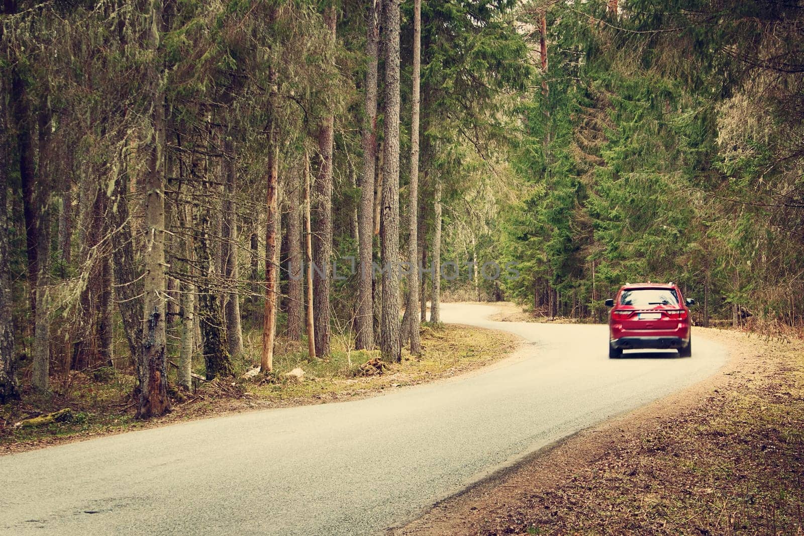 asphalt road on cloudy spring day in the forest