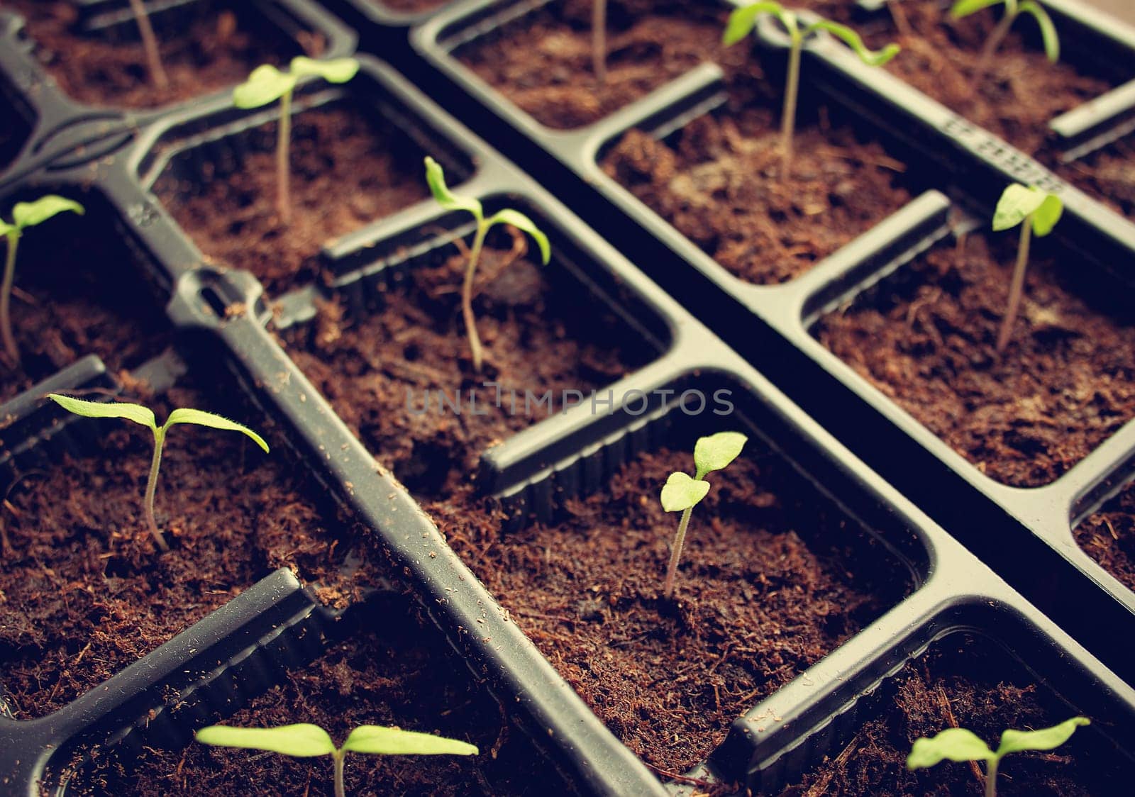 many tomatoe seedlings growing in black pot
