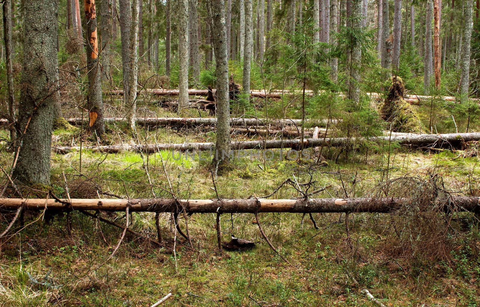 coniferous forest on cloudy day in early spring