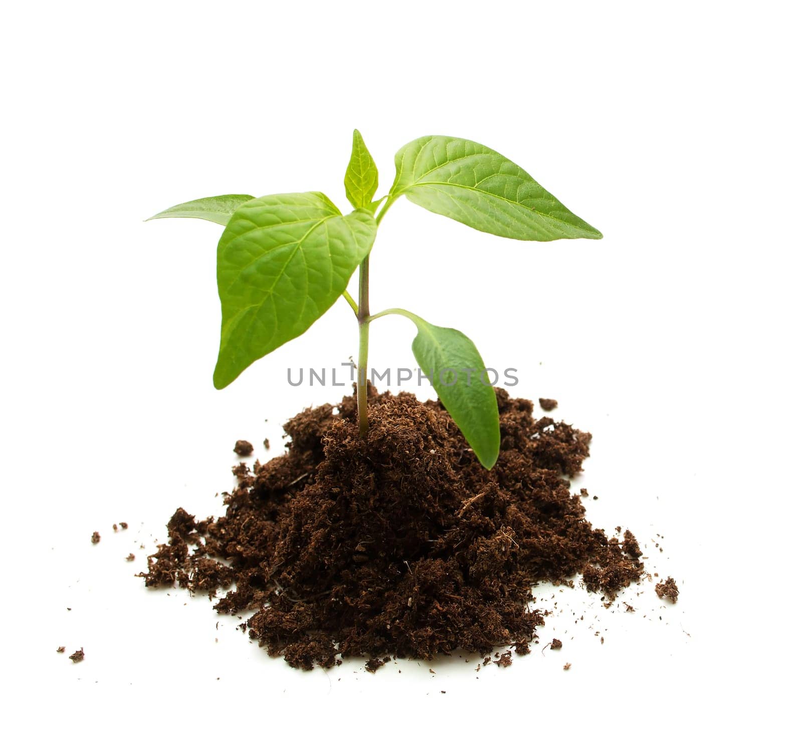 isolated young pepper seedling on white background