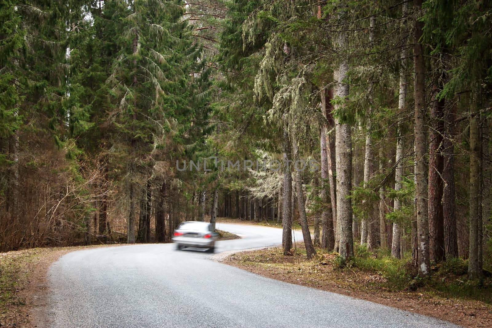 asphalt road on cloudy spring day in the forest