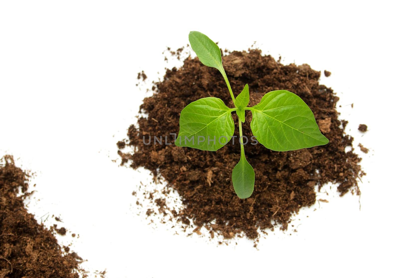 isolated young pepper seedling on white background