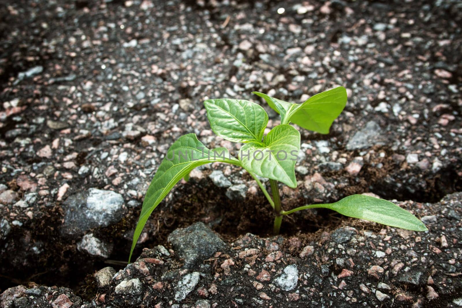 green plant growing from crack in asphalt