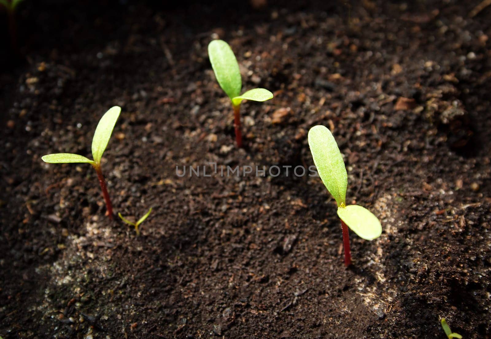 New flower seedlings growing in black soil