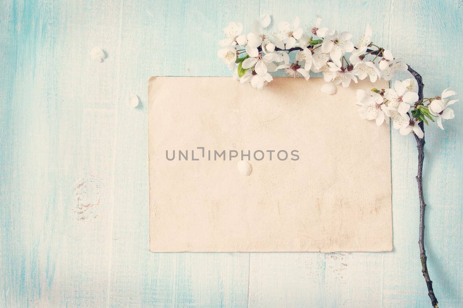 fresh cherry flowers on old wooden board