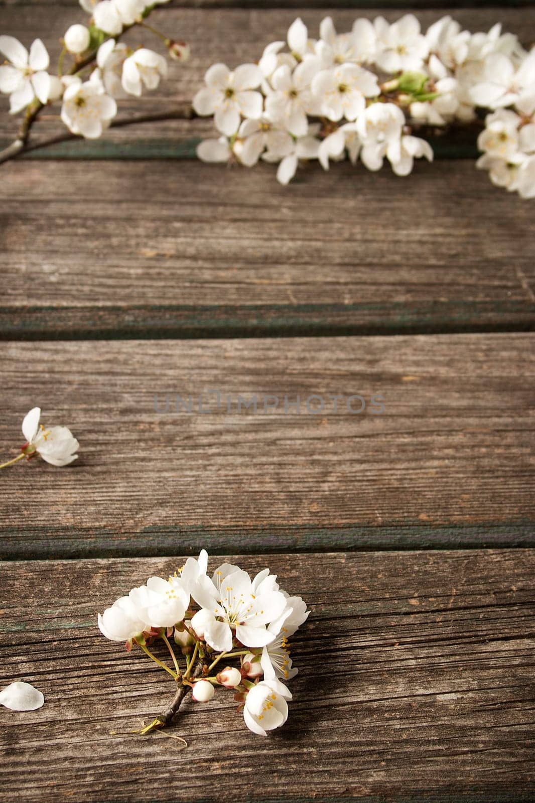 fresh cherry flowers on old wooden board