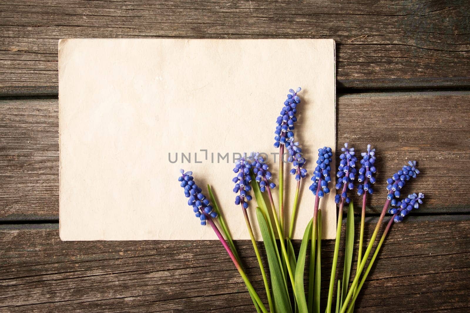 blue flowers muscari on old wooden board