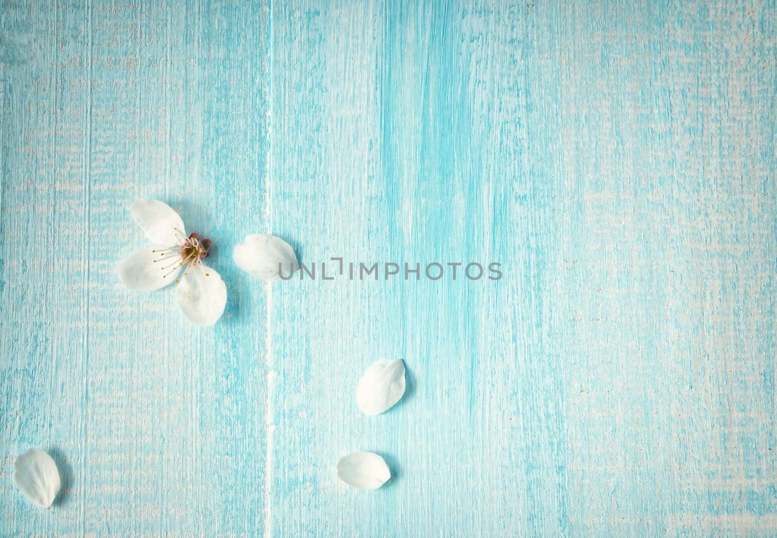 fresh cherry flowers on old wooden board