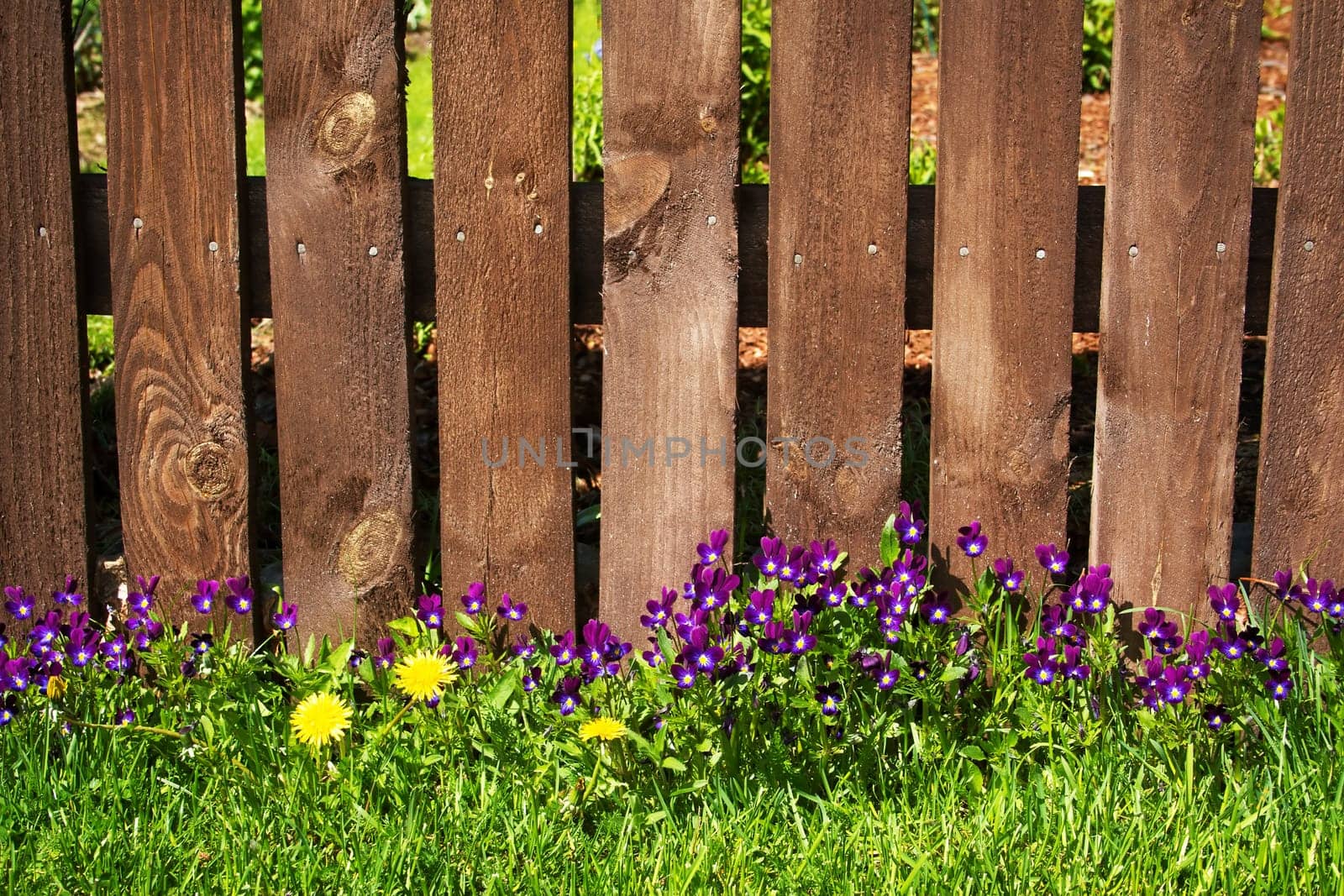 Flowers on a lawn near an old wooden fence
