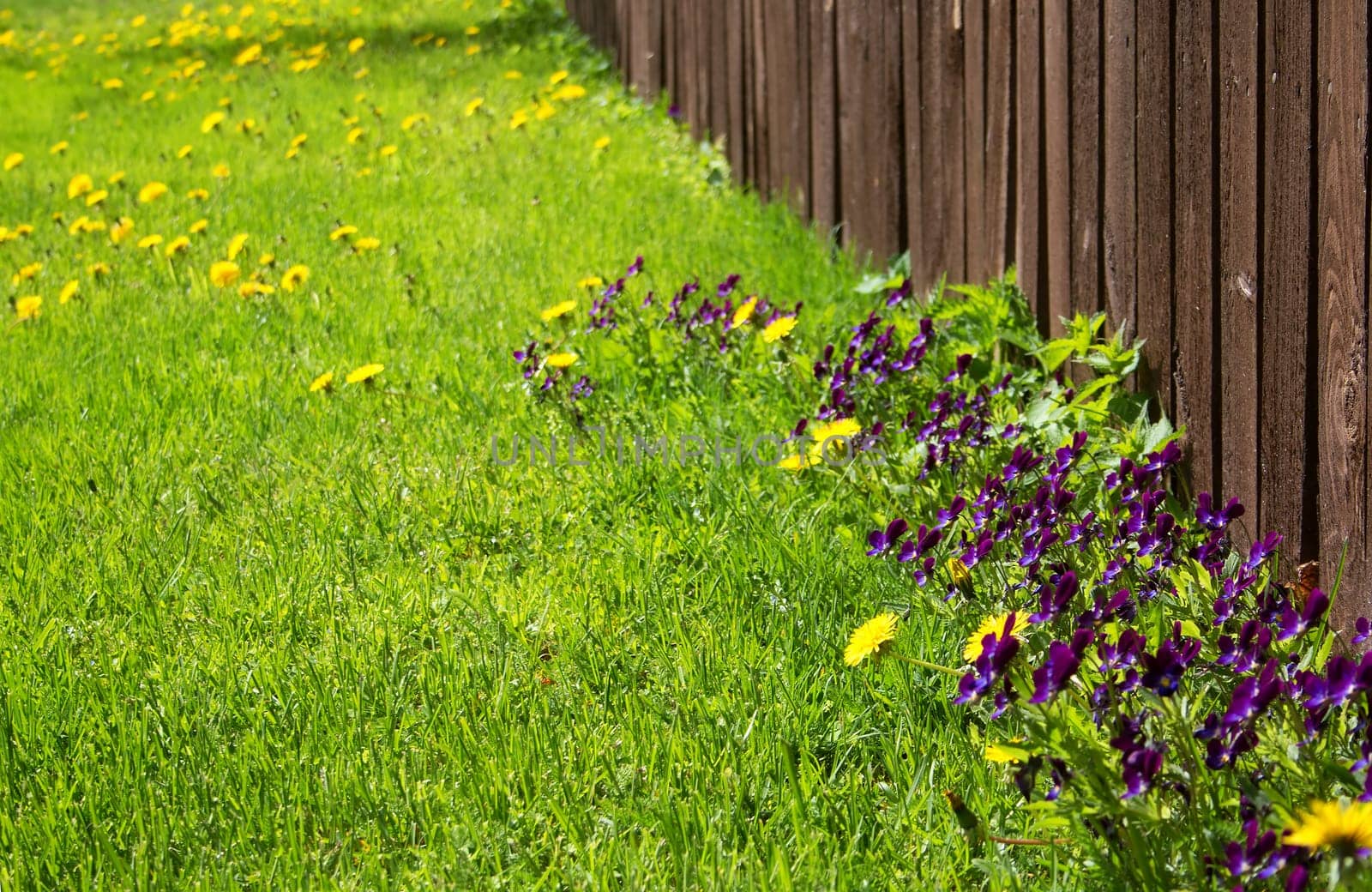 Flowers on a lawn near an old wooden fence