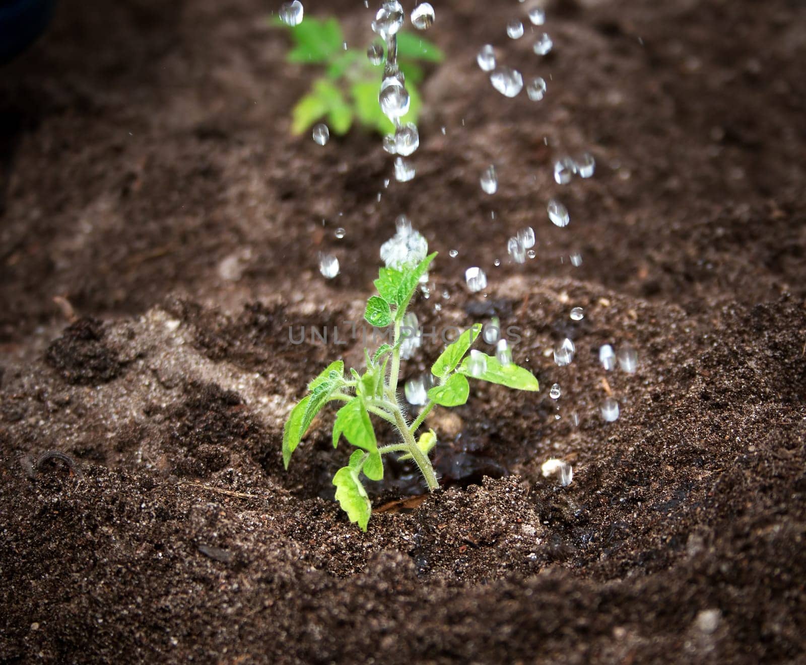 Water drops falling on small tomatoe seedling