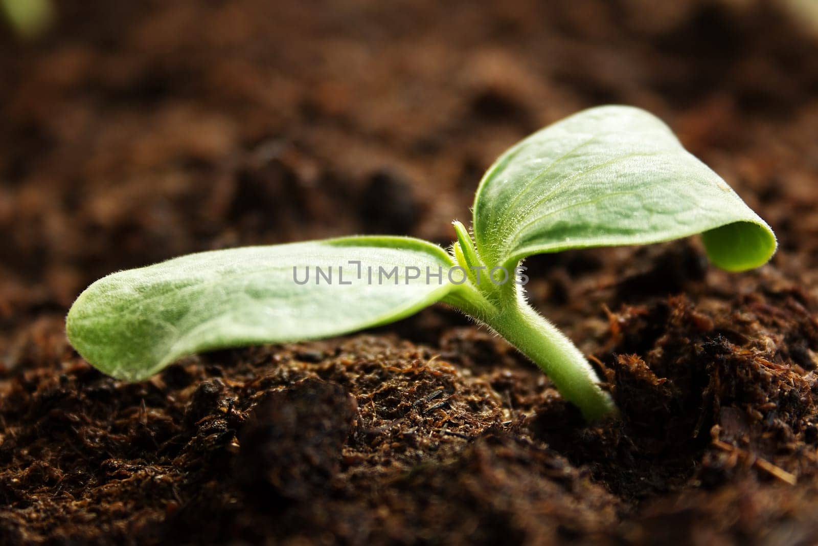 New zucchini seedlings growing in black soil