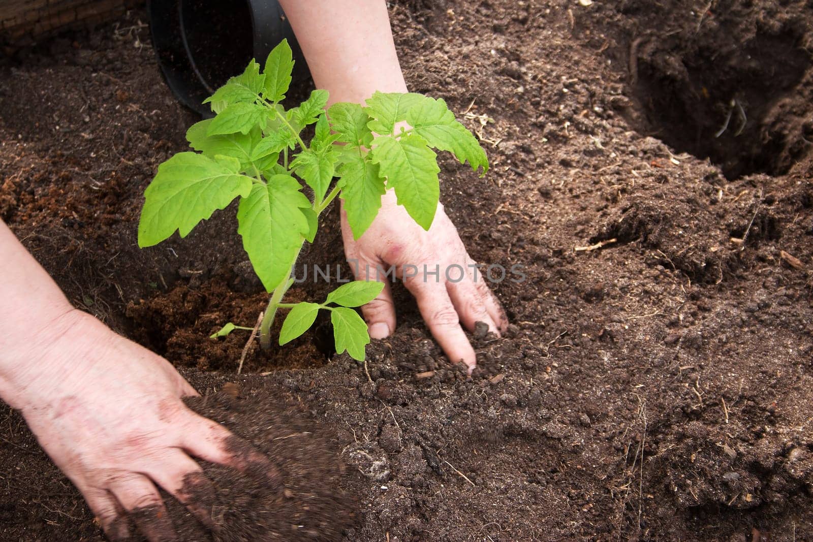 Hands putting tomato seedling into the soil