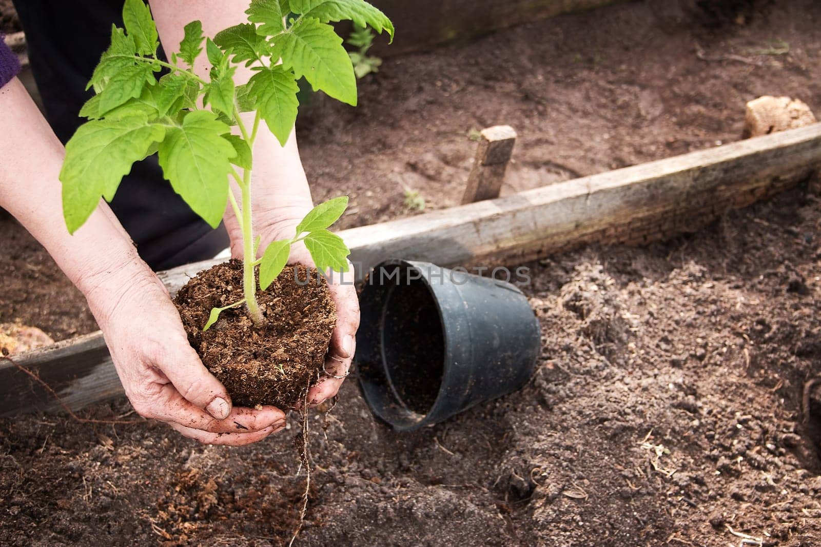 Hands putting tomato seedling into the soil