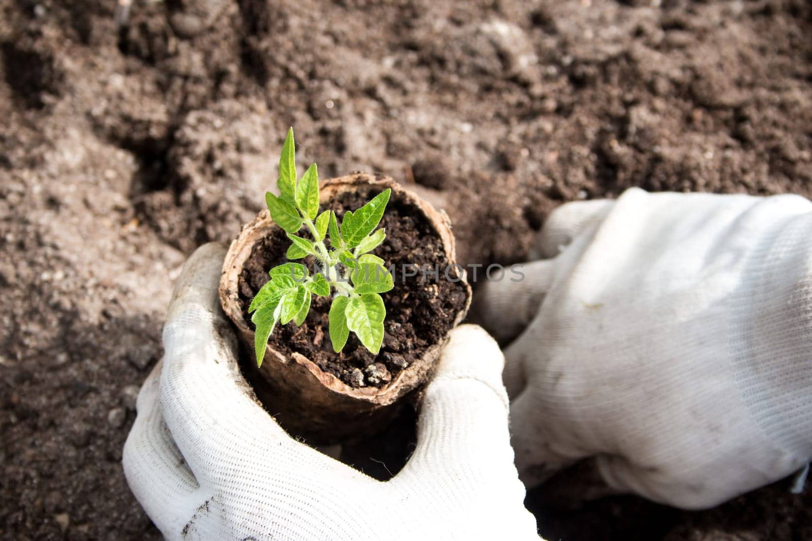 Hands putting tomato seedling into the soil
