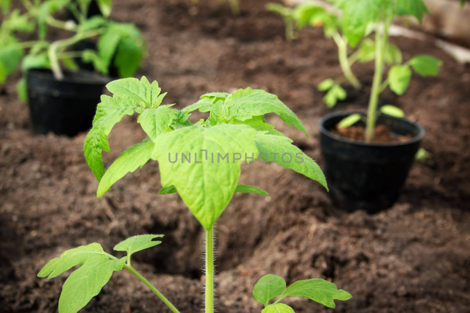 tomato seedling growing in the soil at greenhouse