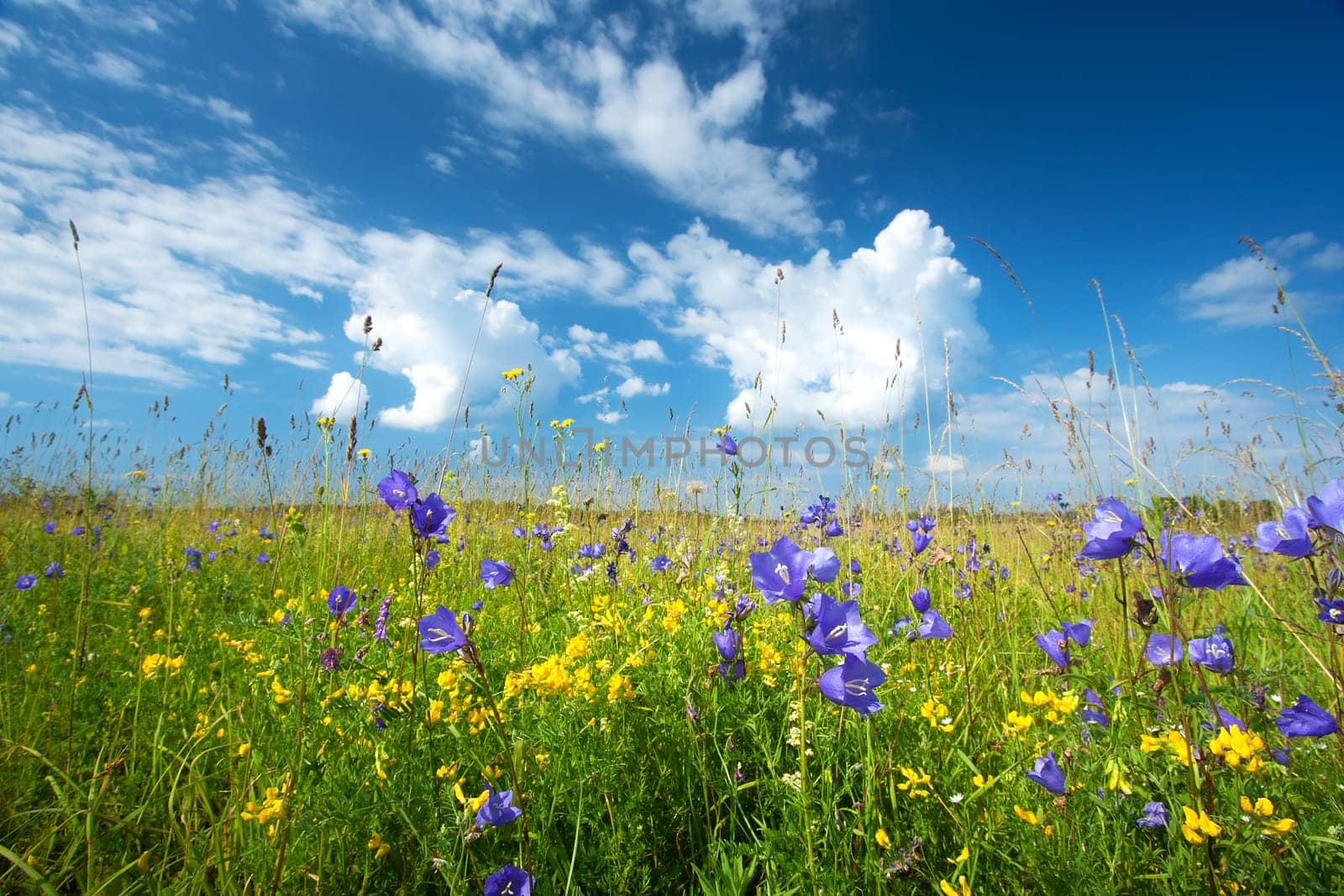 Bluebells on the field with beautiful sky