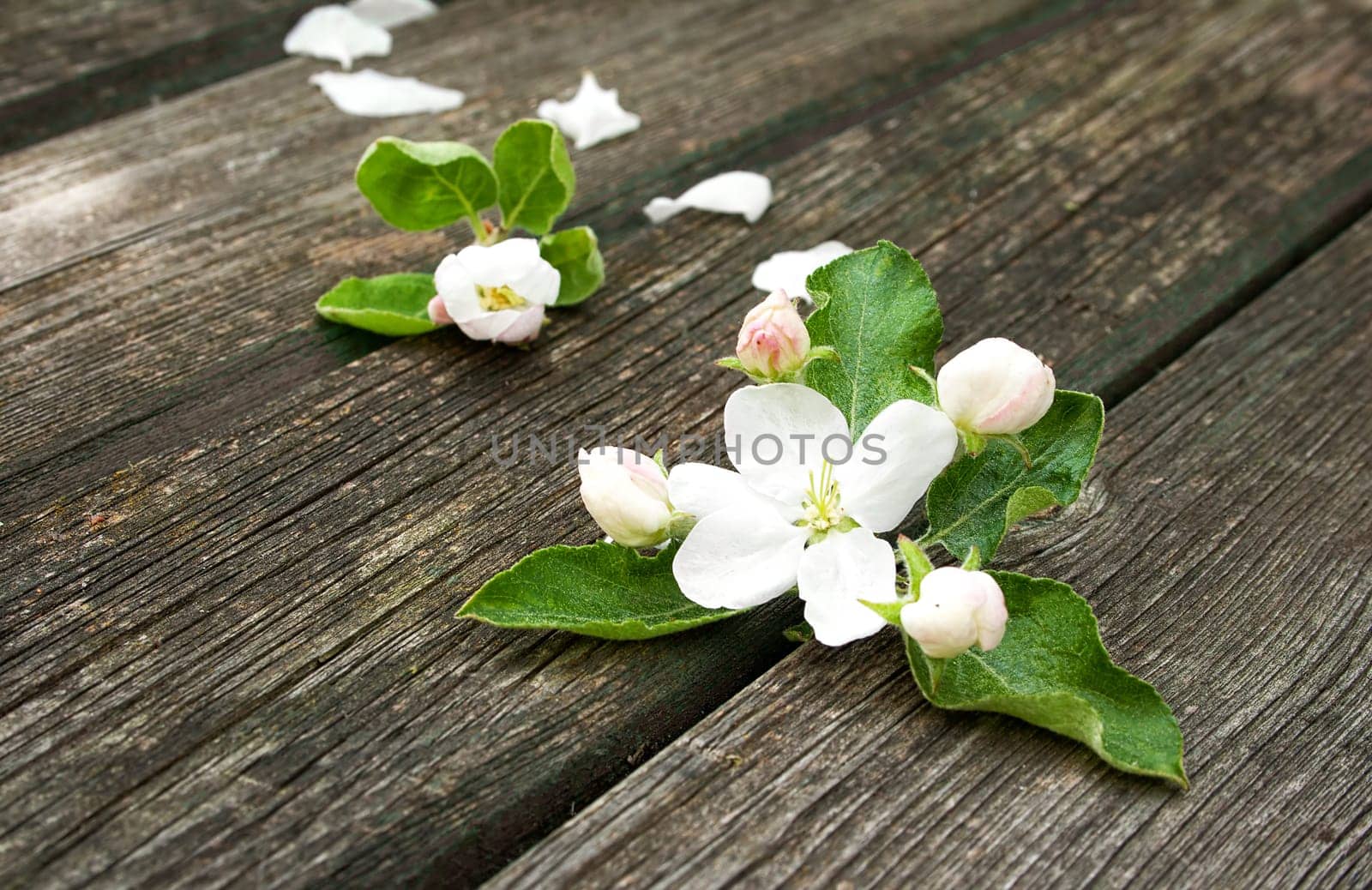 fresh apple flowers on old wooden board