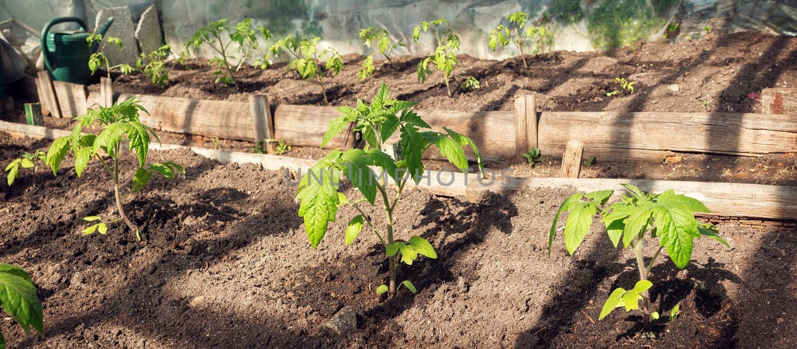 small tomatoe seedlings growing in old greenhouse